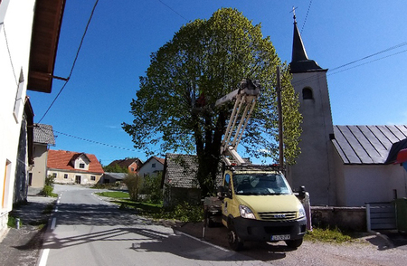 Obrez lipe v Gorenjih Otavah 04 Foto Boštjan Otoničar
