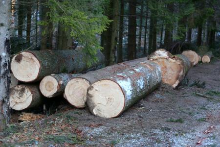 Poziv lastnikom gozdov: posekajte lubadarke!