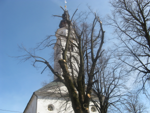 Obrezovanje lip v Cerknici
