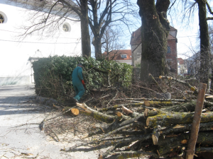 Obrezovanje lip v Cerknici
