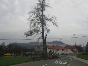  odstranitev lipe - Vir: Občina Cerknica 20.11.2012