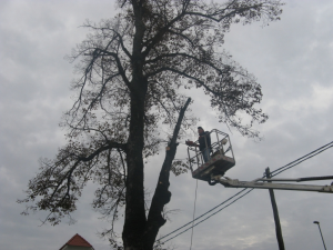  odstranitev lipe - Vir: Občina Cerknica 20.11.2012