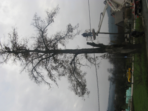  odstranitev lipe - Vir: Občina Cerknica 20.11.2012