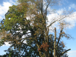 Sanacija lipe na Uncu