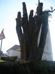 Sanacija lipe na Uncu